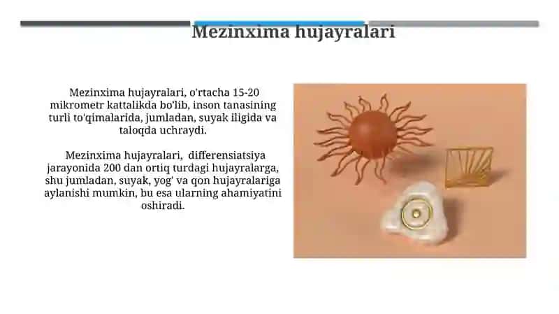 Mezinximaning tuzulishi va ahamiyati 3