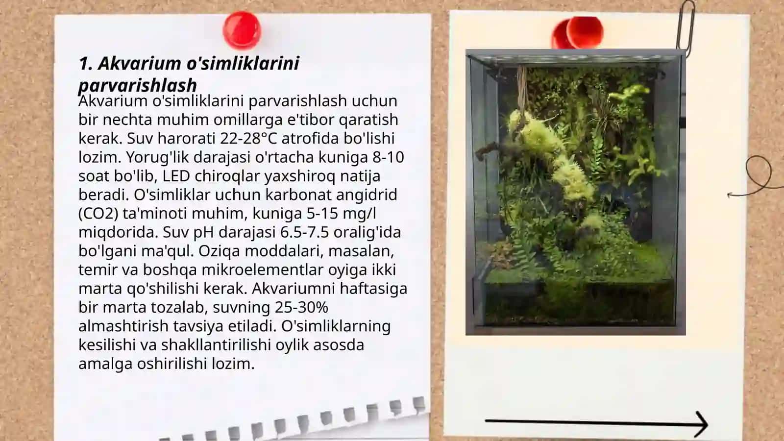 Akvarium va terrariumda yashovchilarni parvarishlashning shart sharoitini oʻrganish 3