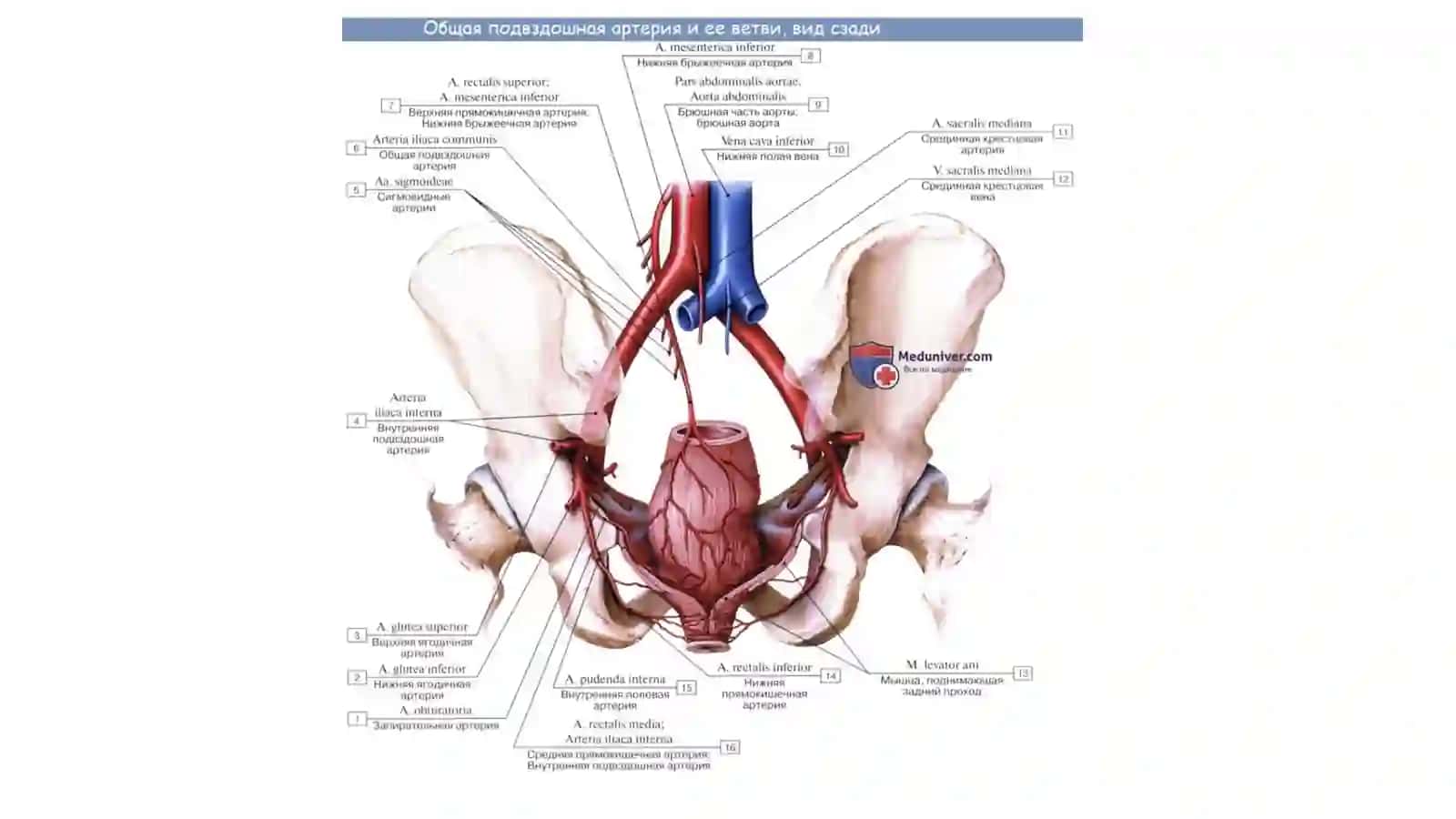 Ichki va Tashqi Yonbosh Arteriyalar 3