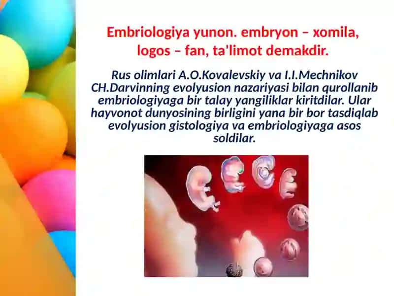 Embriologiya fanidan umumiy qonuniyatlar 3