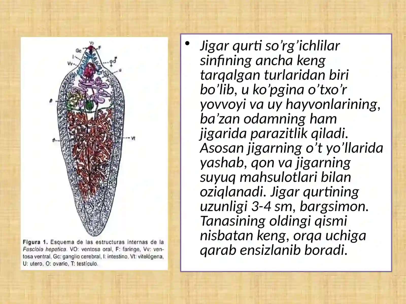Jigar qurtining tashqi va ichki tuzilishi, rivojlanish bosqichlari 3