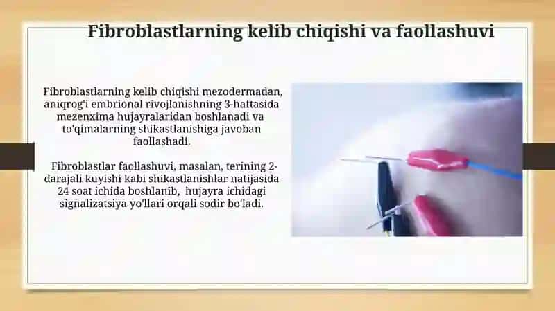 Fibroblastlarning jarohatning bitishi va chandiq xosil boʻlishidagi roli 3