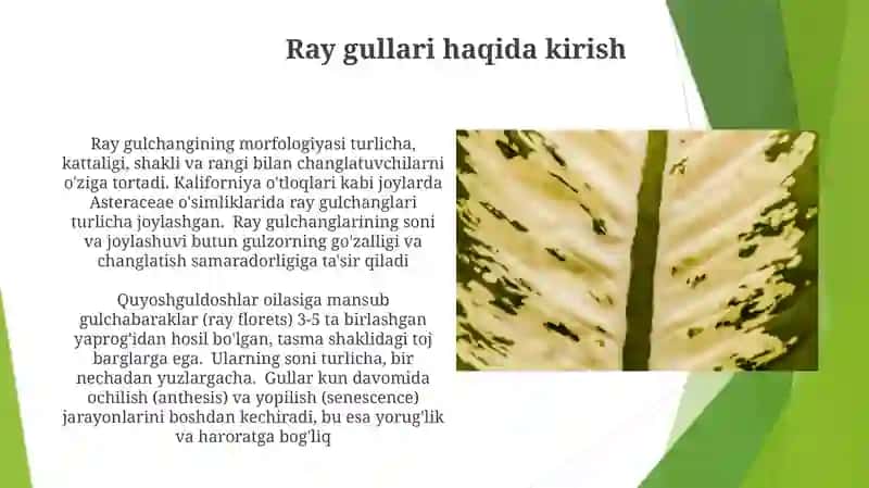 Rayxongulning tuzilishi va sutkalik gullash dinamikasi 3