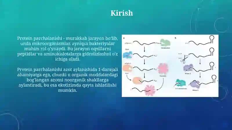 Protein parchalanishi jarayoni 3