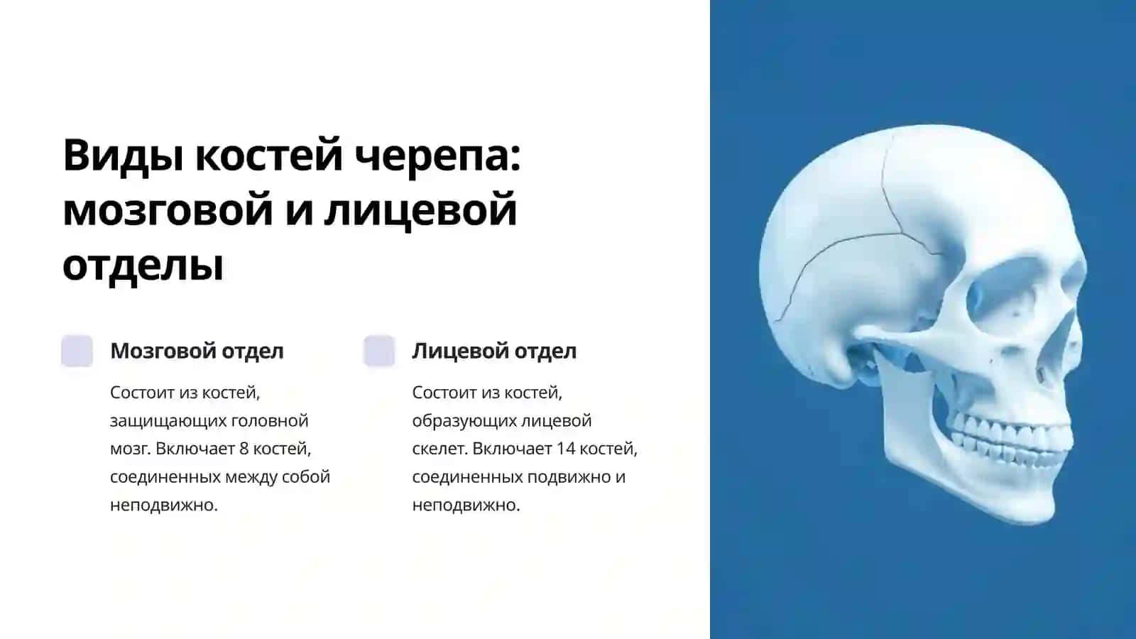 Скелет головы: Строение и особенности построения предложения 3