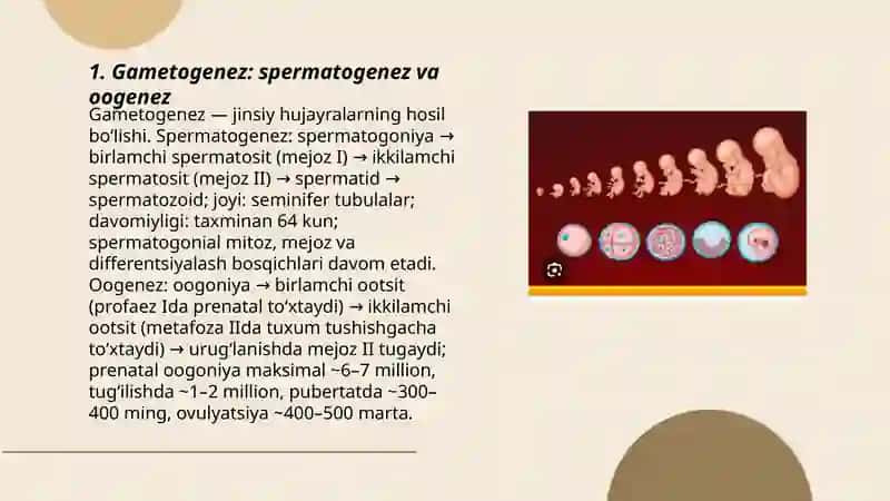 Odam embriologiyasi asoslari 3