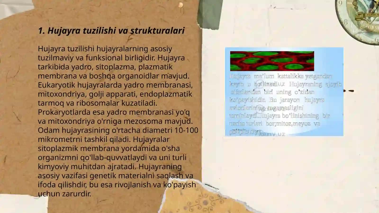 Hujayraning hayotiy dhakli 3