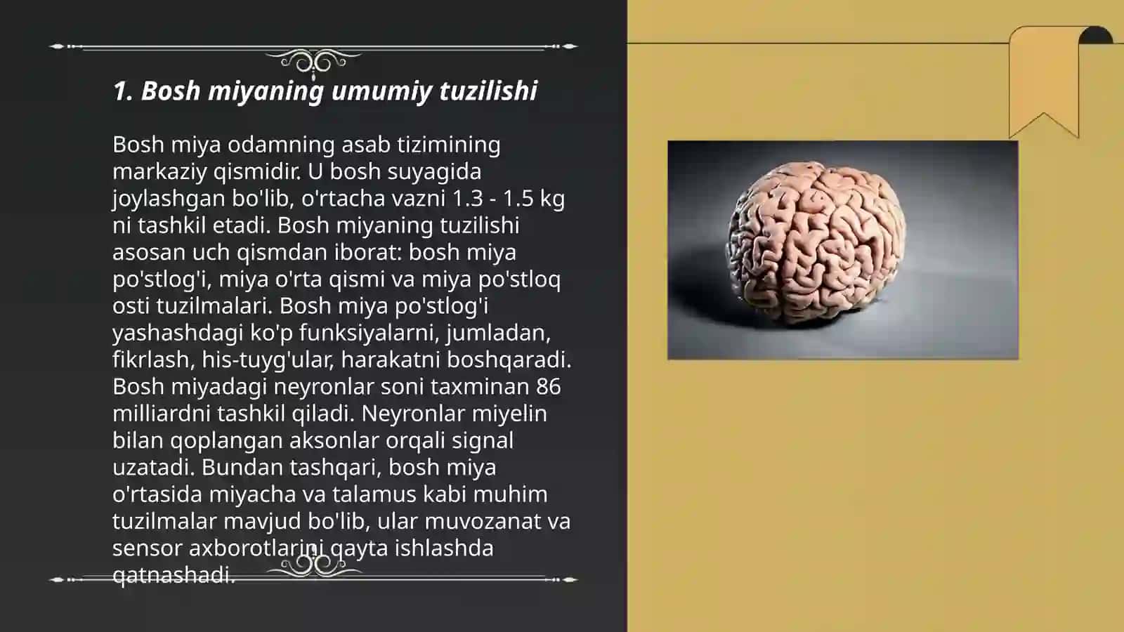 Bosh miyaning va bosh miya yarimsharlarining tuzilishi 3