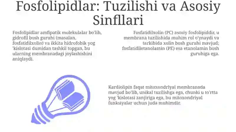 Fosfolipidlar: Tuzilishi va Asosiy Sinfllari 3