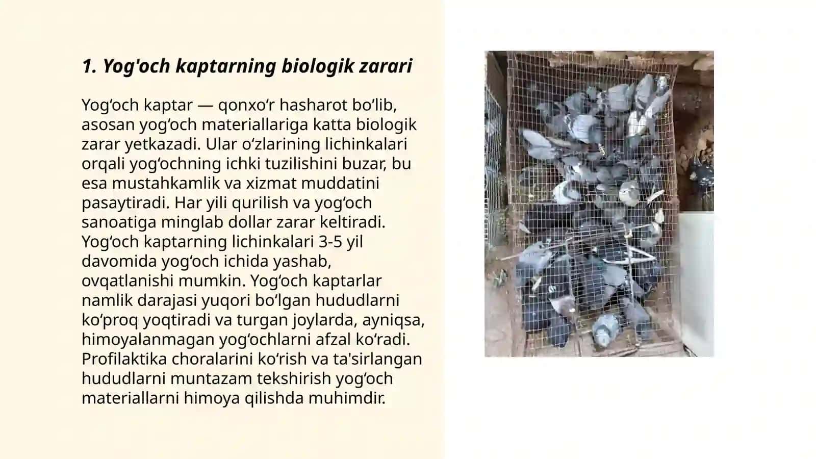 Yog'och kaptar va kulrang chuqur (Gov kaptar va kuk kaptar) - biologik zarar manbai 3