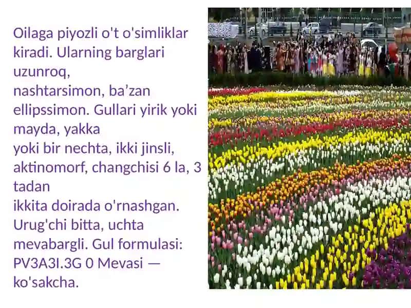 Loladoshlar oilasi. Piyozdoshlar oilasi 3