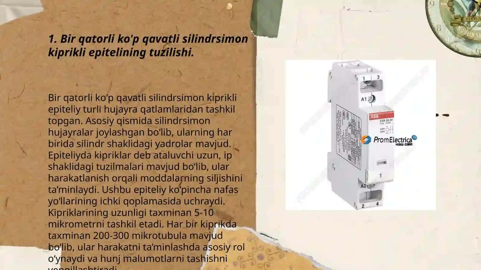 Bir qatorli ko'p qavatli silindirsimon kiprikli epiteliy 3