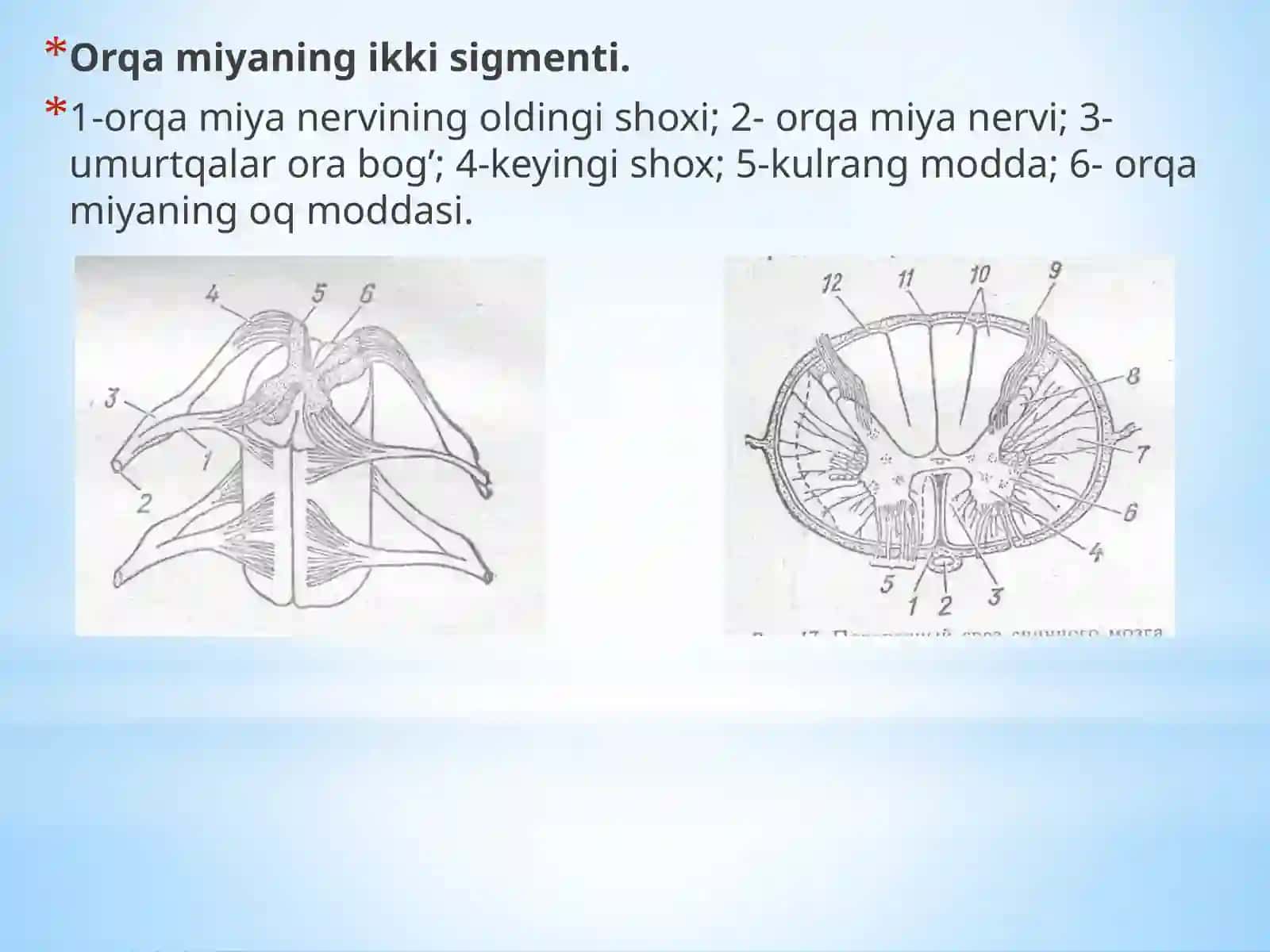 Nerv markazlarining turlibo‘limlari 3