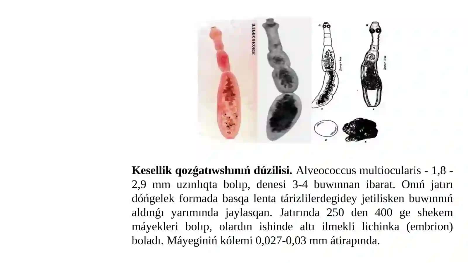 Haywanlarda alveokokkoz 3