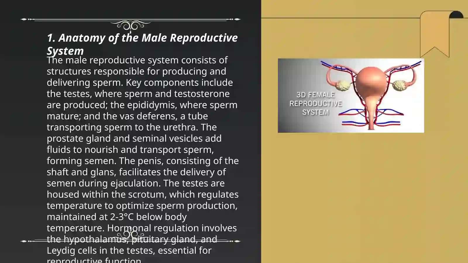 Reproductive system 3