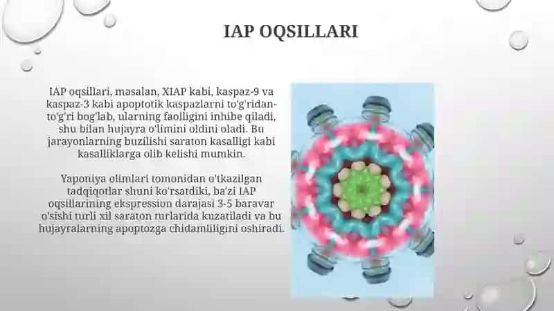 Hujayra apaptozi va uning biologik ahamiyati jarayonlarining boshqariluvi 3