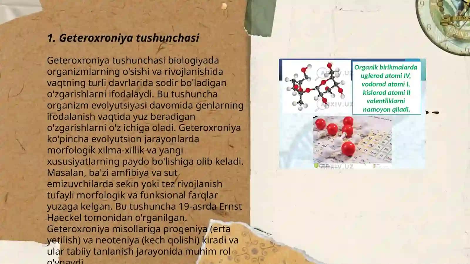 O‘sish va rivojlanish geteroxroniyasi 3