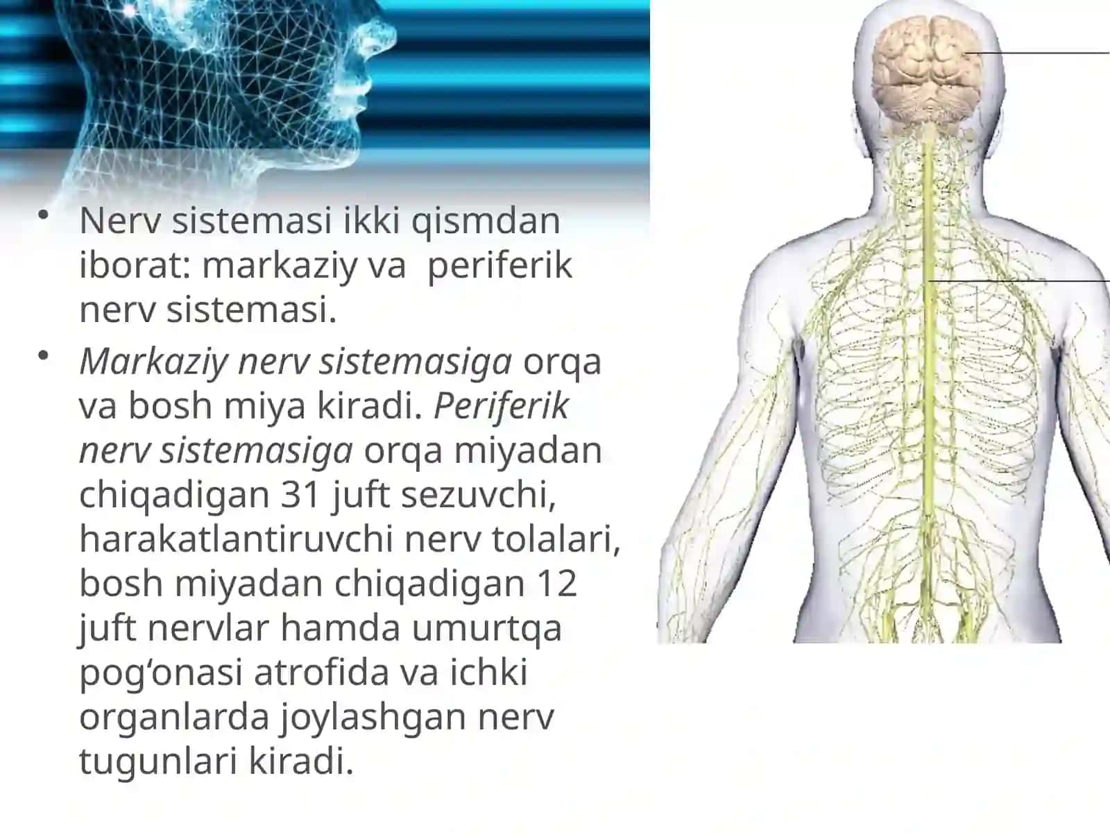Nerv sistemasining ahamiyati va tuzilishi 3