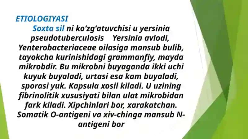 SOXTA SIL (Psevdotuberkulyoz) etiologiyasi, patogenezi va davolash 3