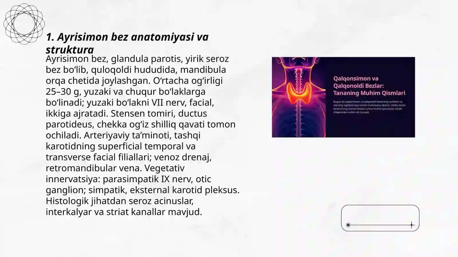 Ayrisimon bez anatomiyasi va struktura 3