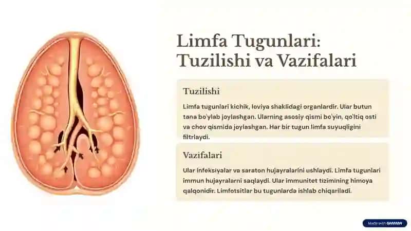 Limfa Sistemasi: Tuzilishi, Funktsiyalari va Kasalliklari 3