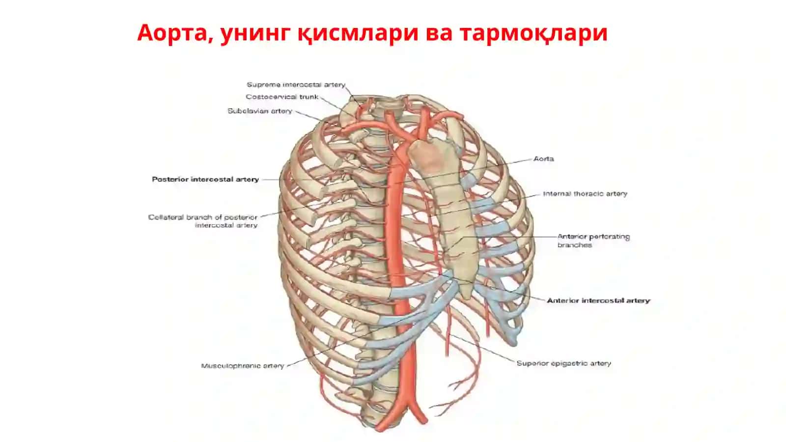 Елка-бош пояси. Ўмров ости артерияси. Қўлнинг қон томирлари 3