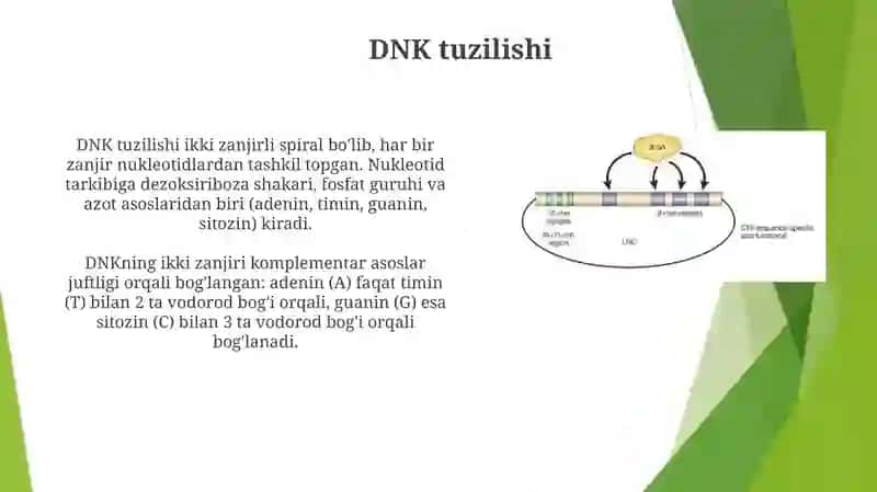 DNK strukturasi va replikatsiyasi. Oqsil biosintezi. 3