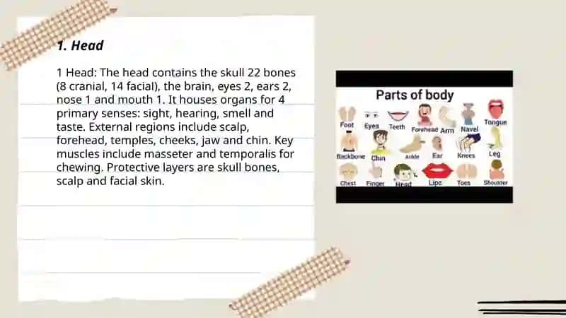 parts of the body 3