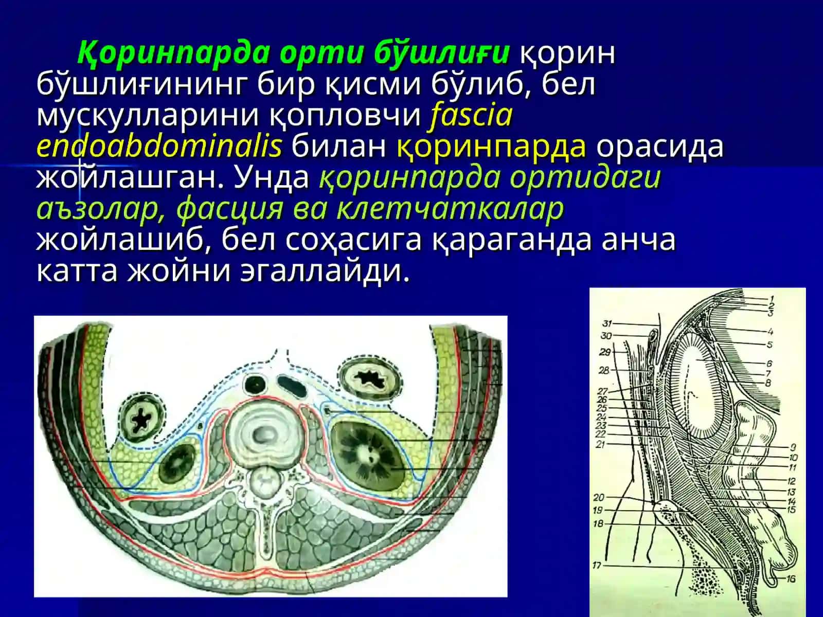 Қоринпарда орти бўшлиқнинг жарроҳлик анатомияси 3