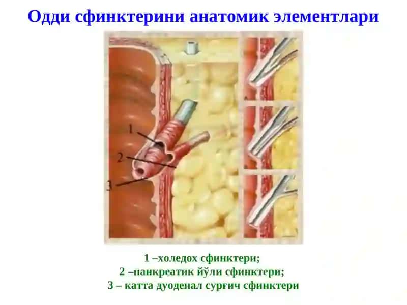 Жигардан ташқари ўт йўллари анатомияси 3