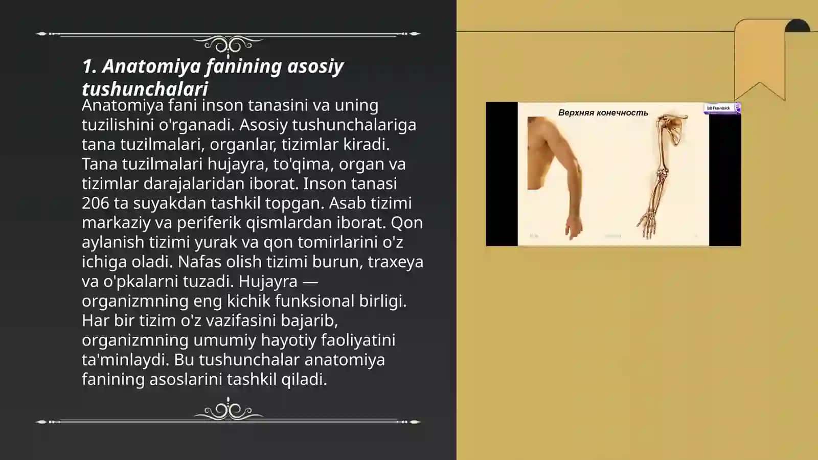 Anatomik atamalarning sintaktik tuzilishi 3