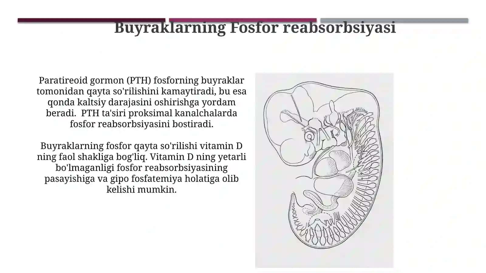 Buyraklarning Kaltsiy, Fosfor va Bikarbonat Almashinuvidagi Ahamiyati 3
