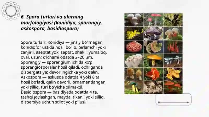 Zamburugʻlar. Ularning morfologiyasi, strukturasi va ularni oʻrganish usullari 3