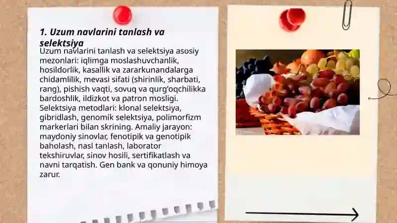 Uzumchilikning asosiy yo'nalishi 3