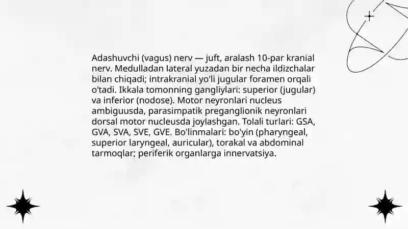 Adashgan nervlar anatomiyasi 3