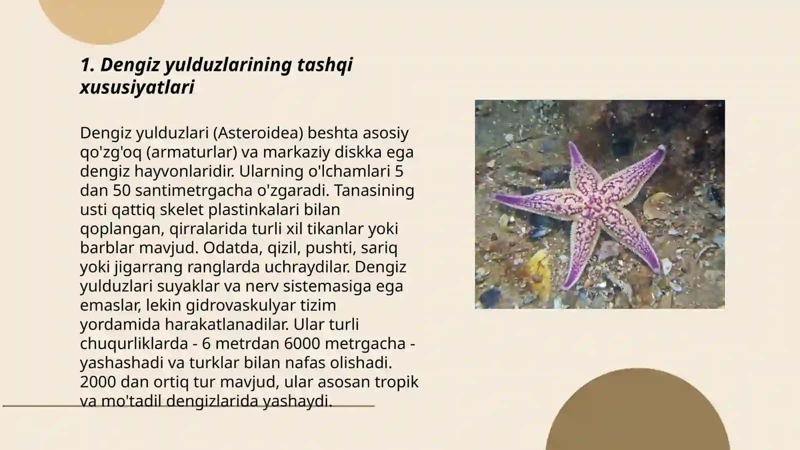 Ignaterililar tipi (Echinodermata) tipi. Dengiz yulduzlari (Asteroidea) sinfi. Vakil: Dengiz yulduzi (Asterias sp.) 3