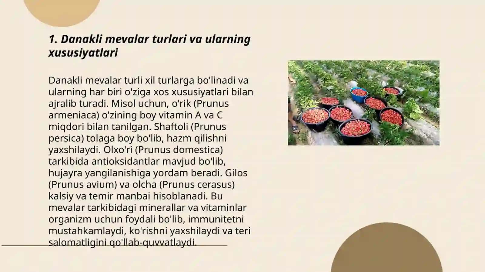 Danakli mevalarni yetishtirish va ularga shakl berish texnalogiyasi 3