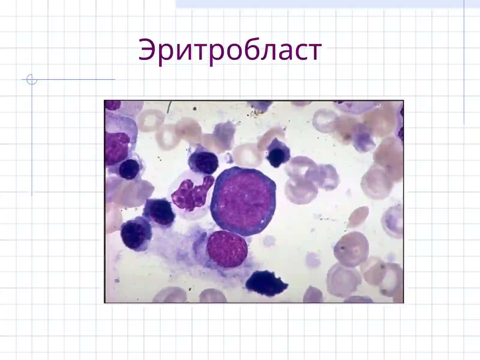 ERITROPOEZ XUJAYRALARINING MORFOLOGIYASI 3