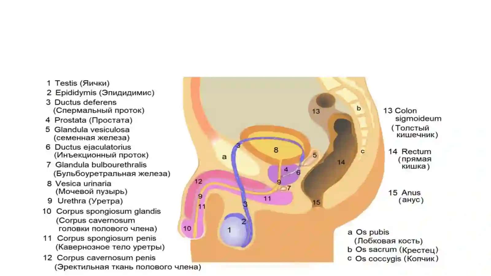 Erkaklarning tanosil a'zolari. Ayollarning tanosil a'zolari. Ularning yoshga qarab o'zgarishi. Oraliq topografiyasi tuzilishi, chanoq va tanosil diafragmasi va jinsga nisbatan farqi 3
