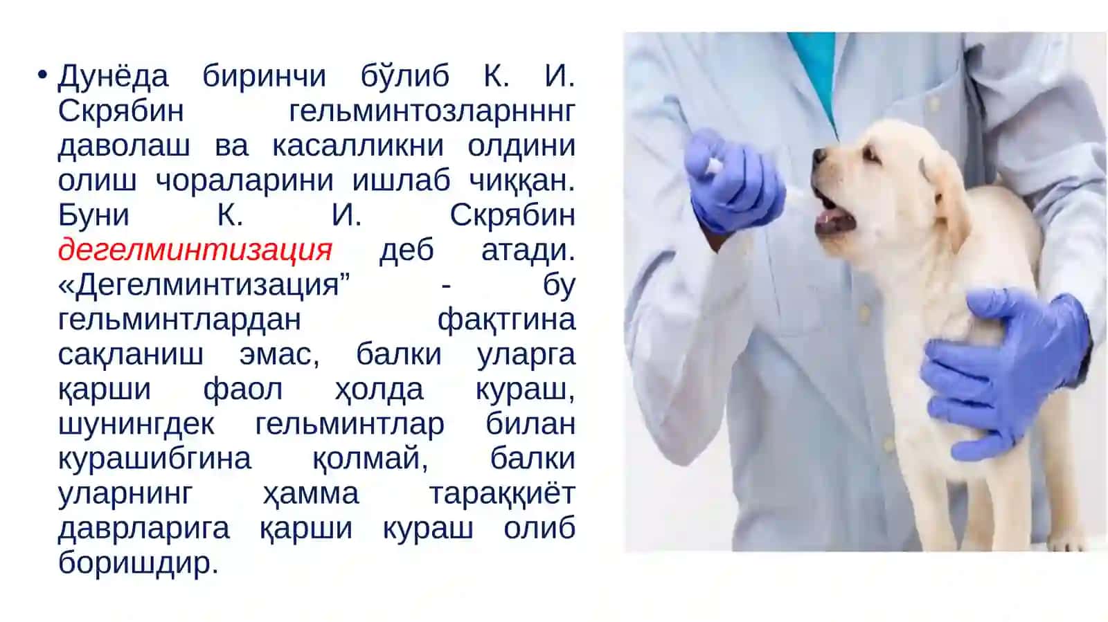 Овогелминтоскопия усуллари. Дегелминтизация. Девастация. Паразит қуртларнинг тухумларини аниқлаш. Гелминтозлар диагностикаси 3