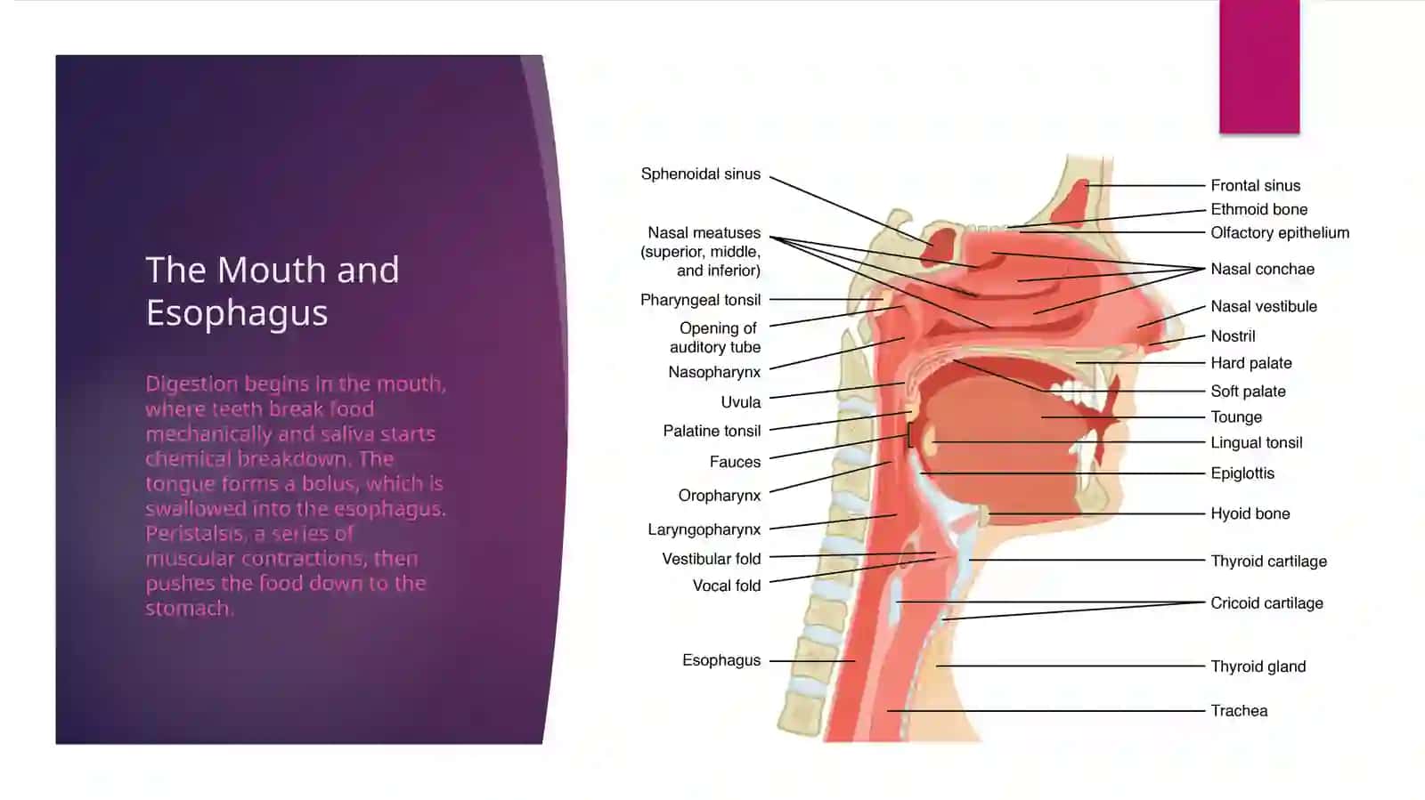 The Human Digestive System 3