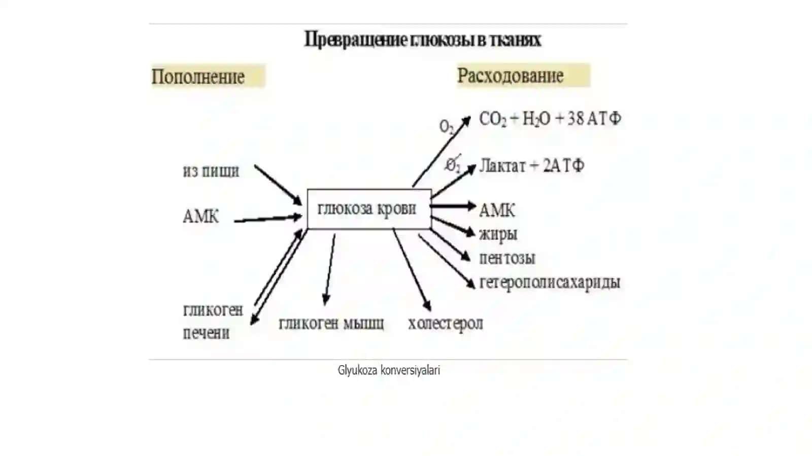 Fruktozavagalaktozaalmashinuvi.Glyukozagomeostazi,boshqarilishi 3