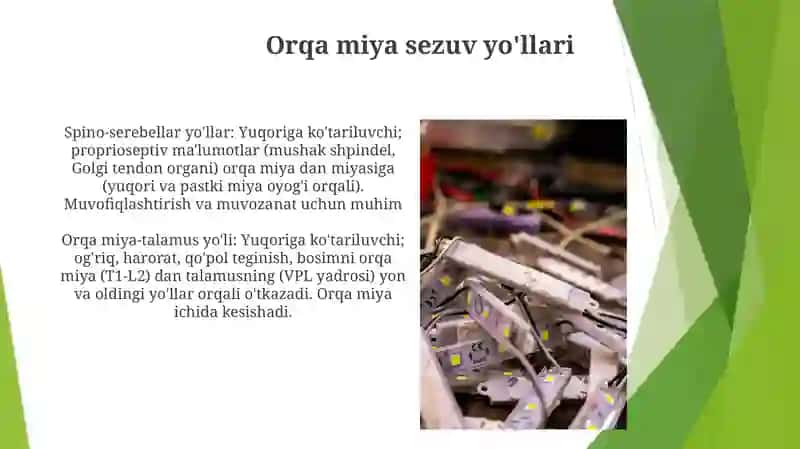 Bosh va orqa miya oʻtkazuv yoʻllari 3