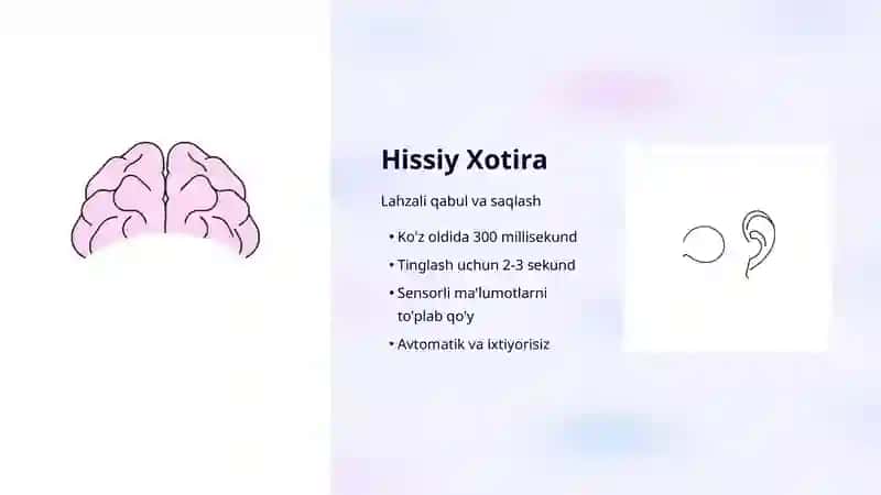 Xotira: Hissiy, Ishlaydigan va Uzoq Muddatli Xotira 3