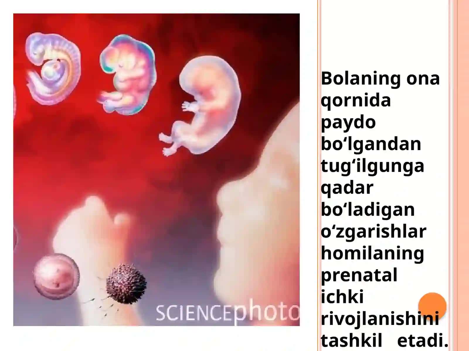 Ontogenezning ilkbosqichlari dainsonning psixik rivojlanishiga xos xususiyatlari 3