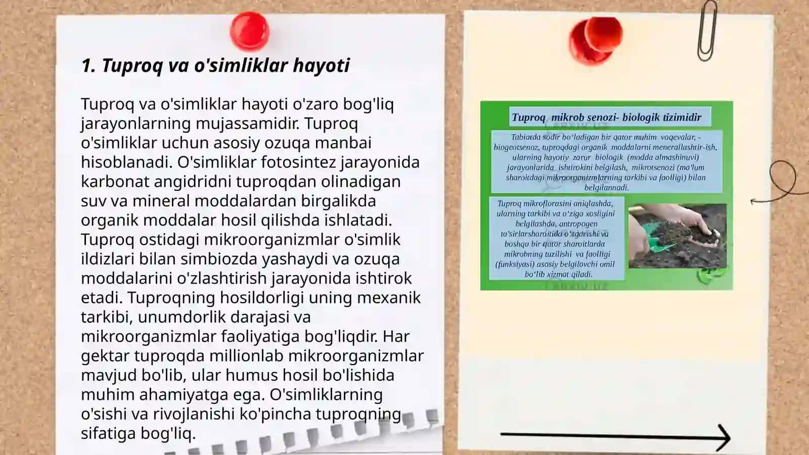 Tuproq va o'simliklar hayoti 3
