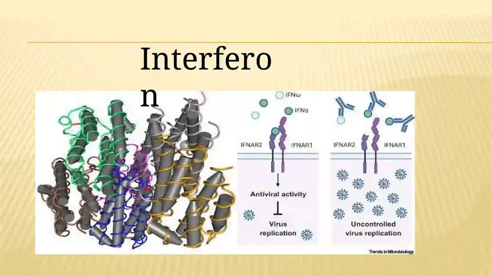 Interferon hám interferon indukorlar 3