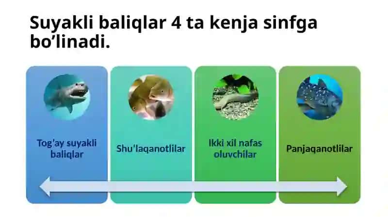 Suyakli baliqlarning sistematikasi 3
