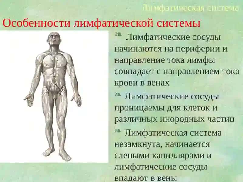 Лимфатическая система 3