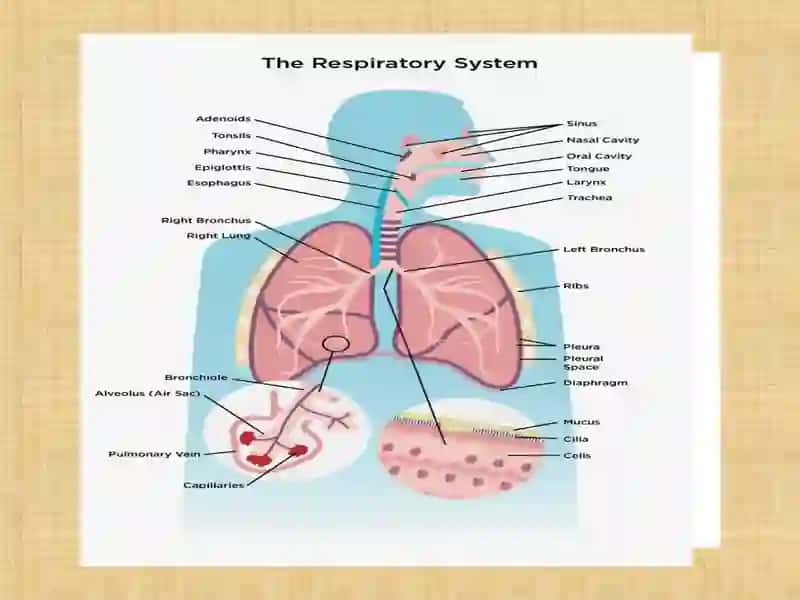 Respiratory System Presentation 3